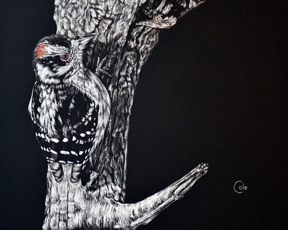 Downy Woodpecker