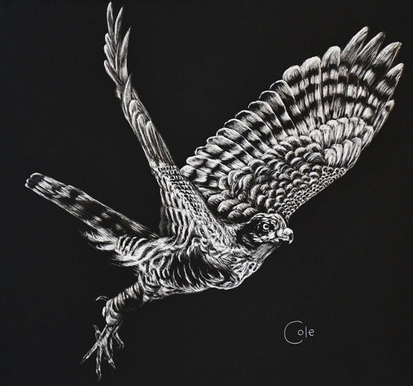 Sparrowhawk of Rajasthan