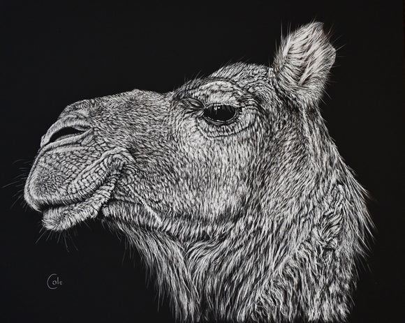Smirking Camel