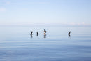 Cormorants No1-1