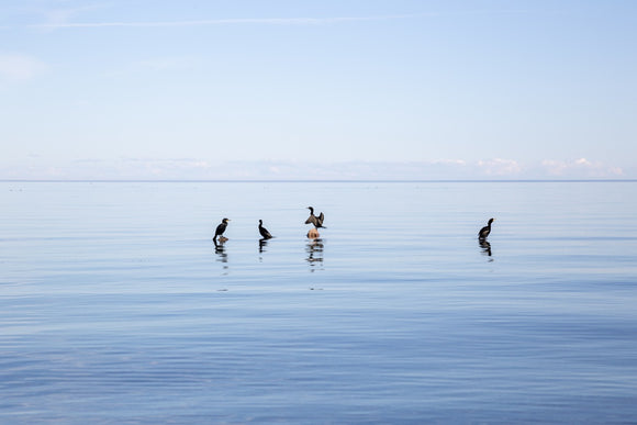 Cormorants No1