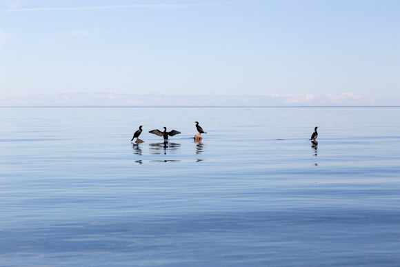 Cormorants No3