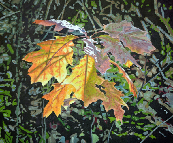 Oak Leaves--Fall Light
