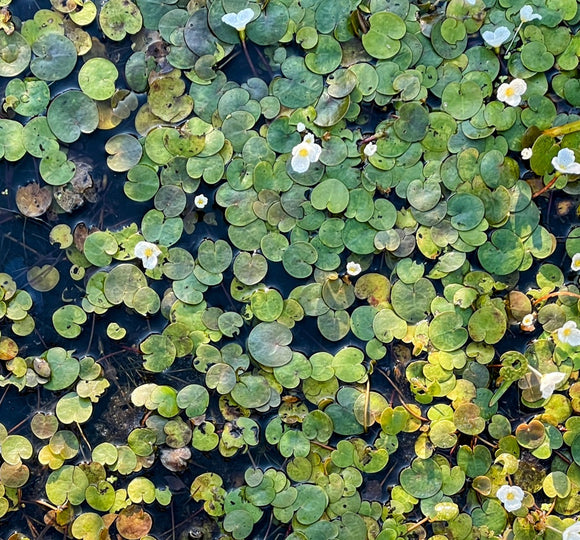 Swarm