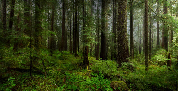 Sol-Duc / Hoh Rainforest