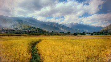 Rice Fields In Punakha