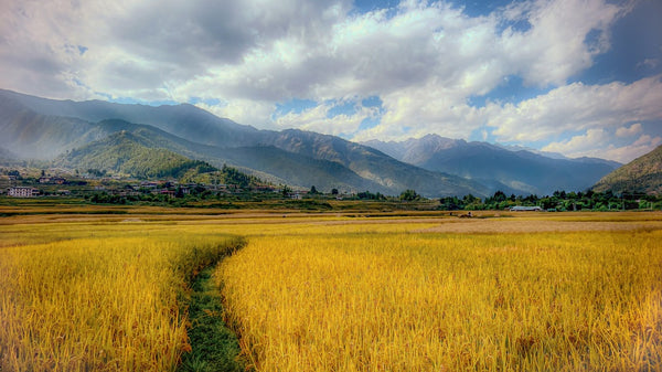 Rice Fields In Punakha