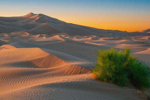 Morning Light in the Sahara