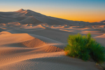 Morning Light in the Sahara