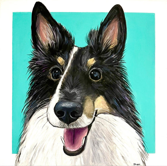 Sheltie