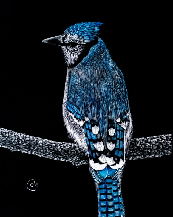 Blue Jay of Catfish Pond