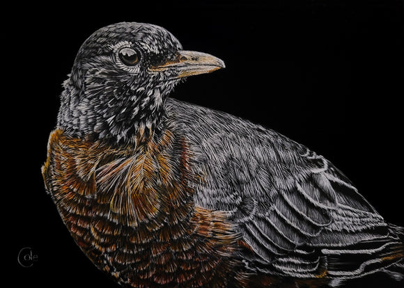 American Robin of High Park
