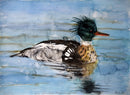 Red Breasted Merganser Drake-1