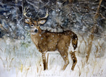 White-tailed Buck, First Snow