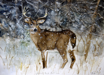 White-tailed Buck, First Snow