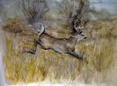 Whitetail Buck, Autumn-1