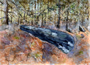 Wooden Canoe, Theodolite Lake-1