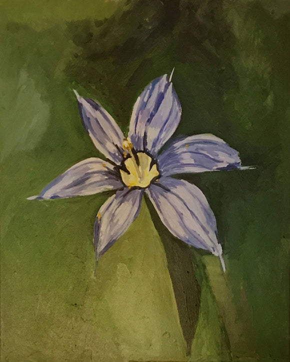 Blue eyed grass
