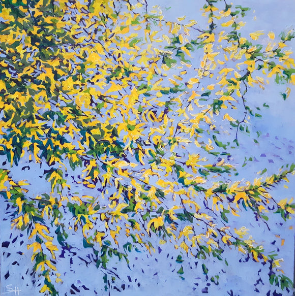 Forsythia