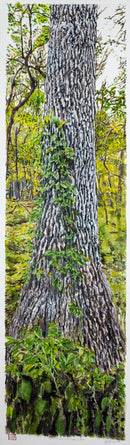 Oak Tree With Invasive Vine-1