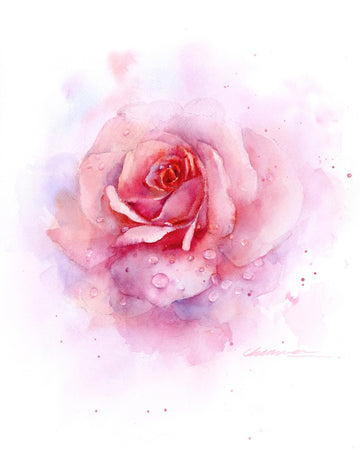 Rose with drew