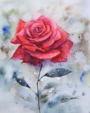 Red Rose-1