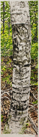 Birch Trunk #1-1