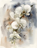 Orchid-1