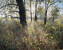 Burr Oak, Autumn Sun-1