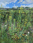 Common Evening Primrose-1