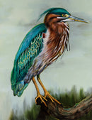 Green Heron-1