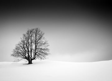 Lone Tree on Snowy Hill