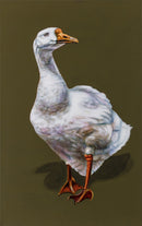 Domestic Goose-1