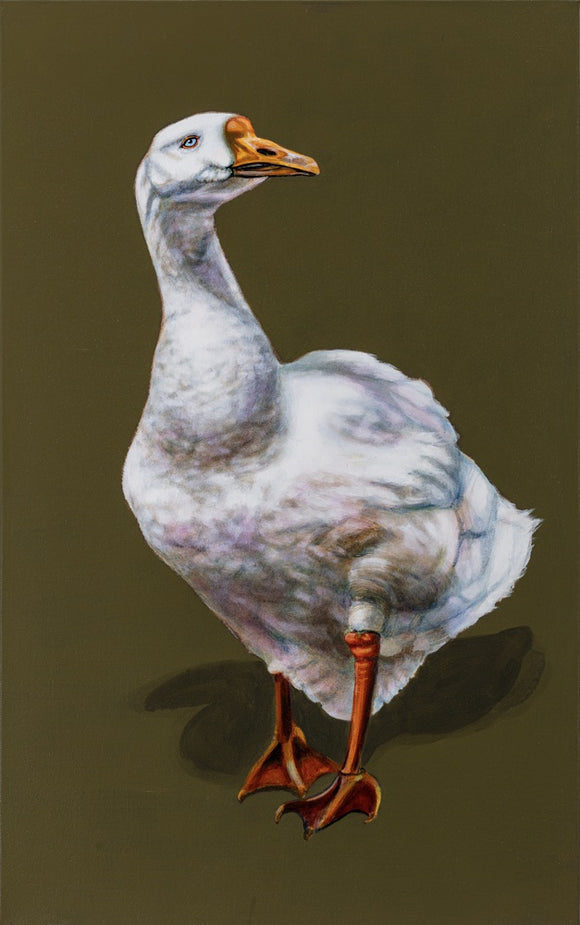 Domestic Goose