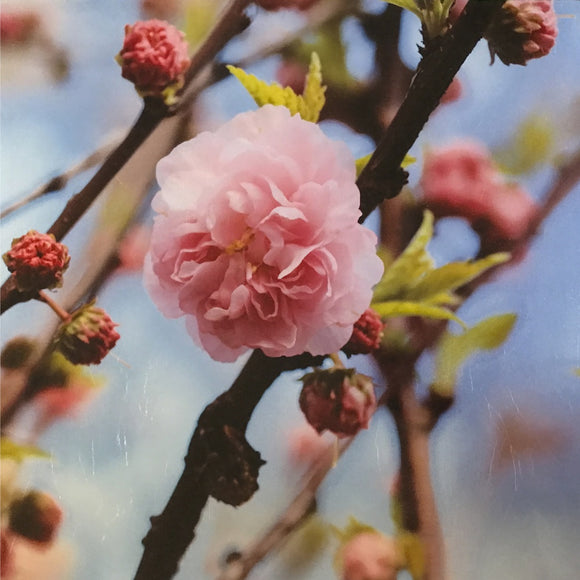 A Blossom for Us