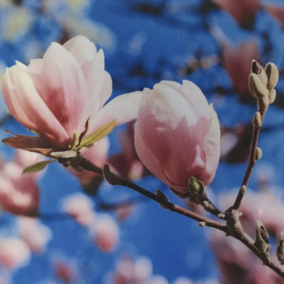 Magnolia Manifesto