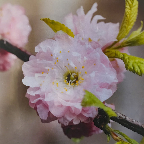 Capricious Cherry