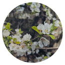 Woodland Wonder-1