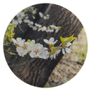 Flourishing Forest-1