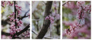 Redbud Trio-1
