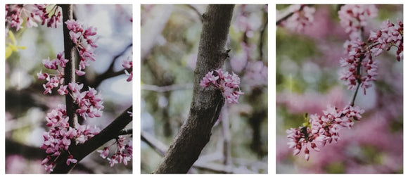 Redbud Trio