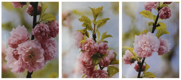 Cherry Blossom Trio