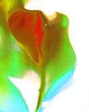 Tulip I 2019 series-1