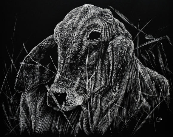 Resting Calf