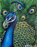 Peacock Portrait-1