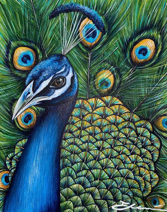 Peacock Portrait
