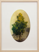 Supportive Basswood Tree-1