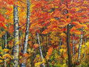 Maples and Birches-1