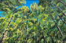 Summer Dream-1