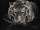 The Tiger Swims at Night-1